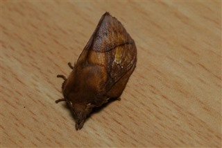 Moth trapping - Newport Wetlands - Newport Wetlands - The RSPB