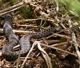 An adder, a species of snake, is curled up on the undergrowth