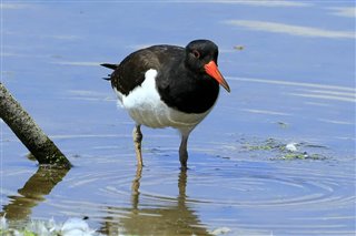 Oystercatcher - Andre Griggs