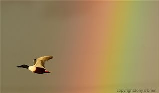 Shoveler flying past the rainbow by Tony O'Brien
