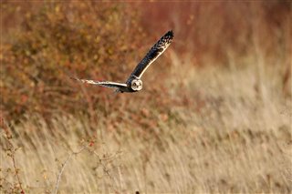 Short-eared owl by Stephen Lewington