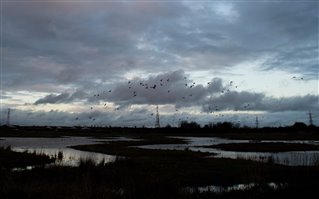 Wildfowl and waders off to roost by Tony O'Brien