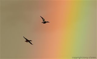 Ducks flying through the rainbow by Tony O'Brien