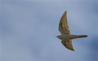 Cuckoo at Rainham Marshes by Joan Burton