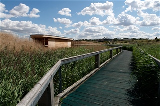 A wooden birdwatching hide can be seen at the end of a boardwalk, surrounded by reeds rustling in the breeze. The sky is blue and fluffy white clods are passing over head.