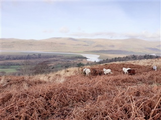 Foel Welsh cobs with Ynys-hir and estuary