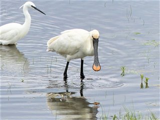 Spoonbill and Little Egret