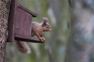 red squirrel on feeder