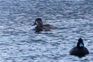 Photo of a feamle Ring-necked Duck at RSPB Leighton Moss nature reserve