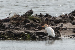 Photo of a Cattle Egret at RSPB Morecambe Bay