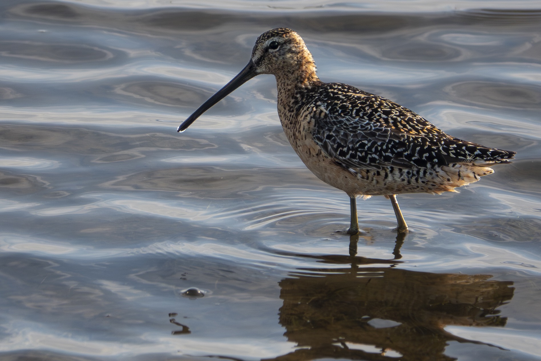 A Long-billed Dowitcher at RSPB Leighton Moss