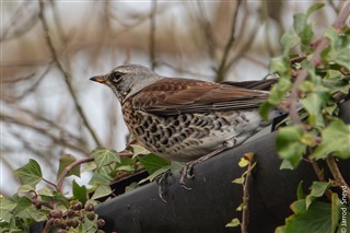 Picture shows a Fieldfare at RSPB Leighton Moss & Morecambe Bay nature reserve, Lancashire 