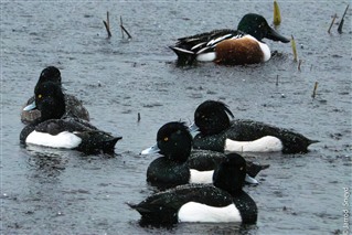 Photo of Tufted Ducks and Shoveler in the rain at RSPB Leighton Moss nature reserve
