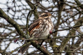 Photo of a Redwing at RSPB Leighton Moss nature reserve, Lancashire