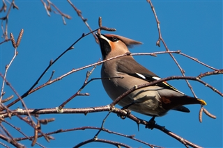 Photo of a Waxwing eating berries at RSPB Leighton Moss nature reserve, Silverdale