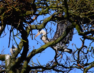 Nesting Herons at Swell Wood