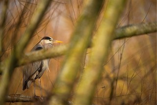 Heron by rspb images 