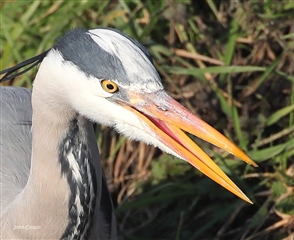 Close up of grey heron with beak open.