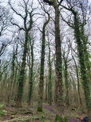 Oak Trees at Swell Wood
