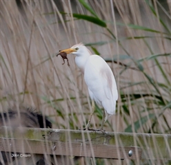 Cattle egret with a frog in its beak. 