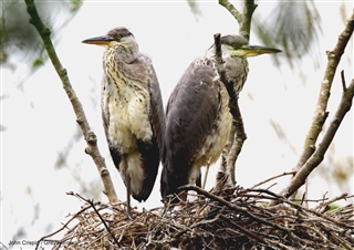 Two large grey heron chicks stood in a nest made of sticks