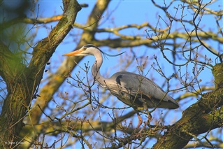 Grey heron stood on branch