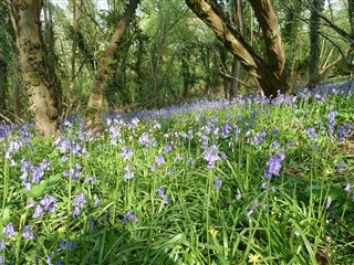 Bluebells in foreground with trees in background. 