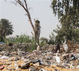 Cattle egret scavenging a rubbish dump in Cairo