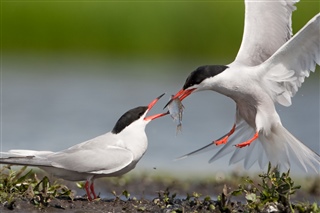 Two common terns passing a fish between their beaks.