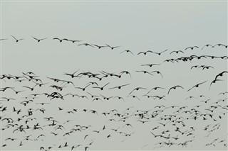 Flock of geese flying 