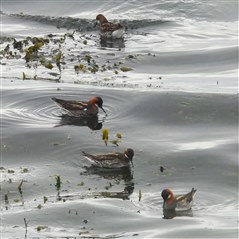 Four phalaropes, small waders with red necks, and gold stripes along their back feed on the sea