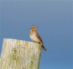 A wryneck, a brown bird in the woodpecker family, perches on the edge of a straining post