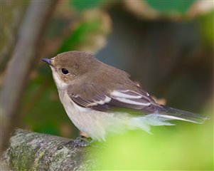 A pied flycatcher, a small bird, brown on top with dark and white barring on wings and pale underbelly is perched on a fence post