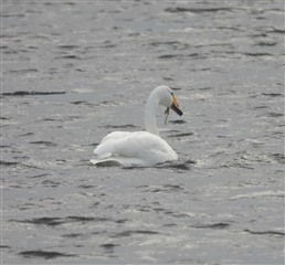 A Whooper swan
