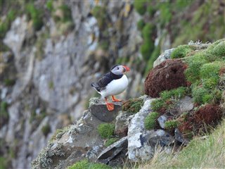 A single puffin sat on a cliff
