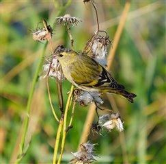 A siskin, a green and black finch, feeds on a flower head
