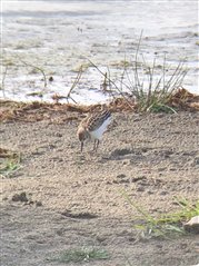 A little stint, a wading bird, probes the mud at a loch edge