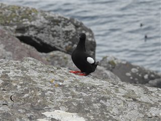A Black Guillemot on a rock