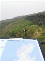 A single puffin on the cliff with a survey map in the foreground