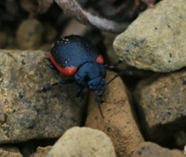 A small black beetle with red racing stripes crawls over sandy coloured rocks