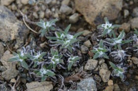 A delicate green plant with fluffy white fibres grows from rocky ground