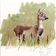 Roe Deer by Szabolcs Kókay 