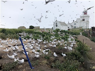 Roseate terns on Coquet Island 