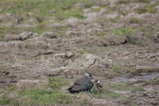 Lapwing and chick