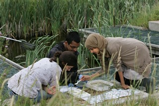 Young people pond dipping