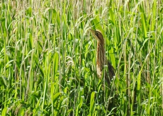 Juvenile bittern sat up in the reeds at RSPB Middleton Lakes
