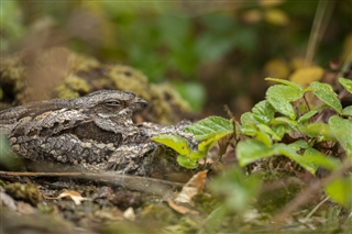 European nightjar adult female sitting on nest site next to two hunkered chicks