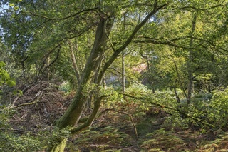Image of woodland in New Forest National Park 