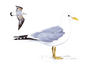 Common Gull ID illustration - Mike Langman