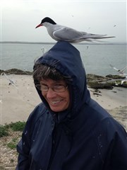 Hilary Brooker-Carey pictured with a common tern on Coquet Island